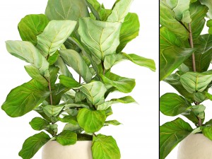 ficus lyrata trees 3D-Modell