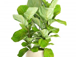 ficus lyrata trees 3D Model
