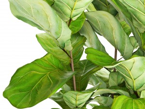 ficus lyrata trees 3D Модель