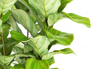 ficus lyrata trees 3D Модель