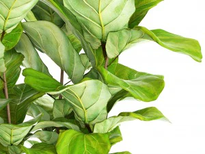 ficus lyrata trees 3D Model