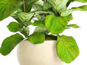 ficus lyrata trees 3D Model