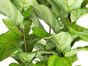 ficus lyrata trees 3D Model