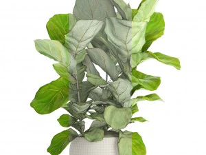 ficus lyrata trees 3D Model