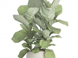 ficus lyrata trees 3D Model