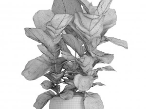 ficus lyrata trees 3D Model