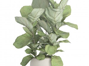 ficus lyrata trees 3D Модель