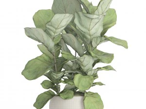 ficus lyrata trees 3D Model