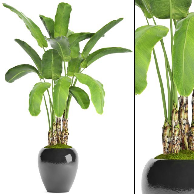 banana tree Model 3D .c4d .max .obj .3ds .fbx .stl .blend 