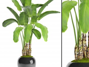 banana tree 3D 模型