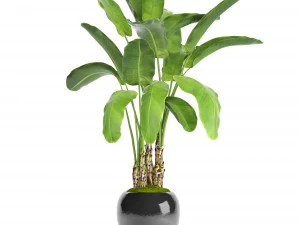 banana tree 3D Model