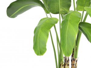 banana tree Model 3D