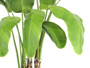 banana tree Model 3D