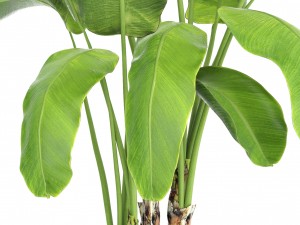 banana tree Model 3D