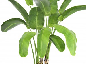 banana tree Model 3D