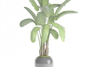 banana tree Model 3D