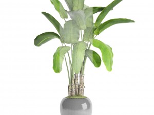 banana tree Model 3D