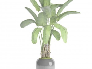 banana tree Model 3D