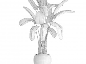 banana tree Model 3D