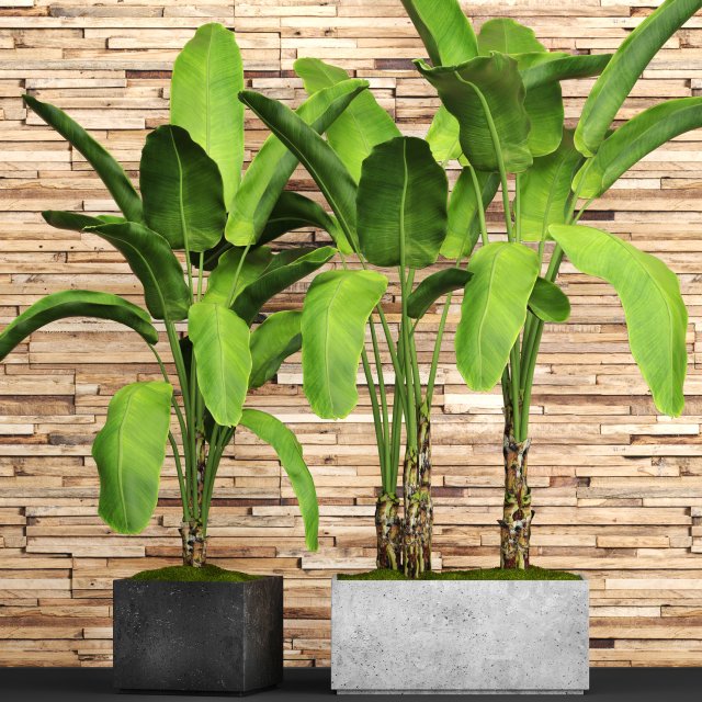 banana tree set Model 3D .c4d .max .obj .3ds .fbx .stl .blend