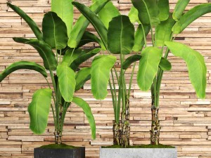 set pohon pisang Model 3D