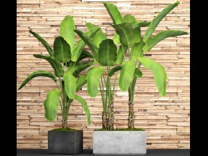 banana tree set Model 3D