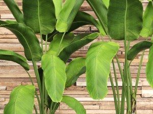 banana tree set Model 3D