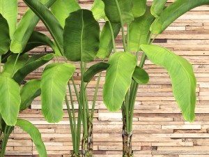 banana tree set Model 3D
