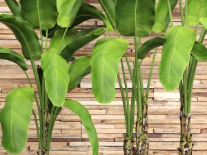 banana tree set Model 3D
