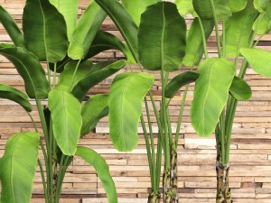 banana tree set Model 3D