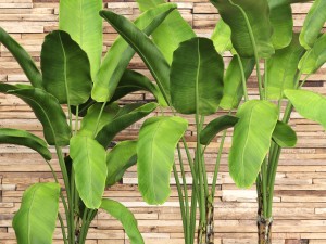 banana tree set Model 3D