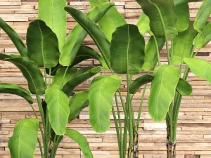 banana tree set 3D Model