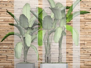 banana tree set Model 3D