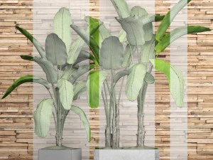 banana tree set 3D Model