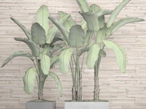 banana tree set Model 3D