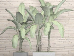 banana tree set 3D Model