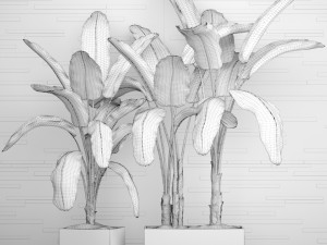 banana tree set Model 3D