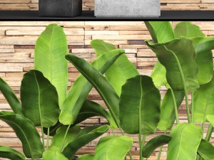 banana tree set Model 3D