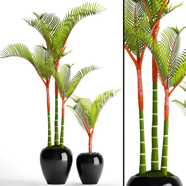 cyrtostachys renda palm 3D 모델 .c4d .max .obj .3ds .fbx .stl .blend 