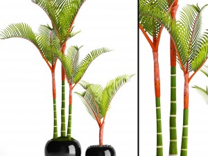 cyrtostachys renda palm Modelo 3D