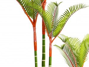 cyrtostachys renda palm 3D 모델