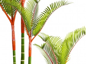 cyrtostachys renda palm 3D 모델