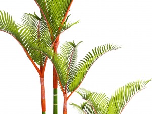 cyrtostachys renda palm 3D 모델