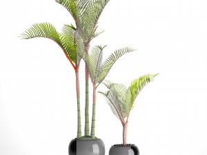 cyrtostachys renda palm 3D 모델