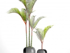 cyrtostachys renda palm 3D Model