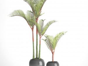 cyrtostachys renda palm 3D 모델