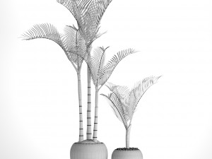 cyrtostachys renda palm 3D 모델