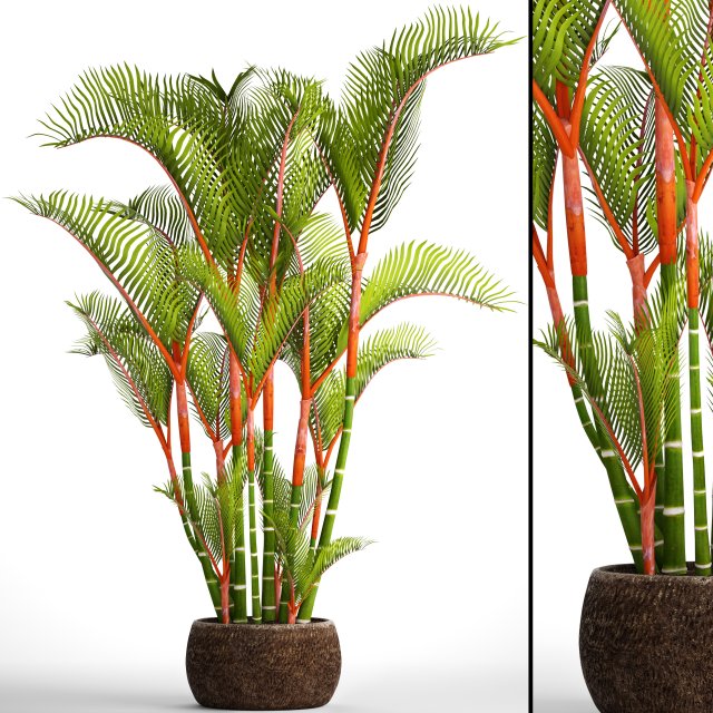 cyrtostachys renda palm Modelo 3D .c4d .max .obj .3ds .fbx .stl .blend 