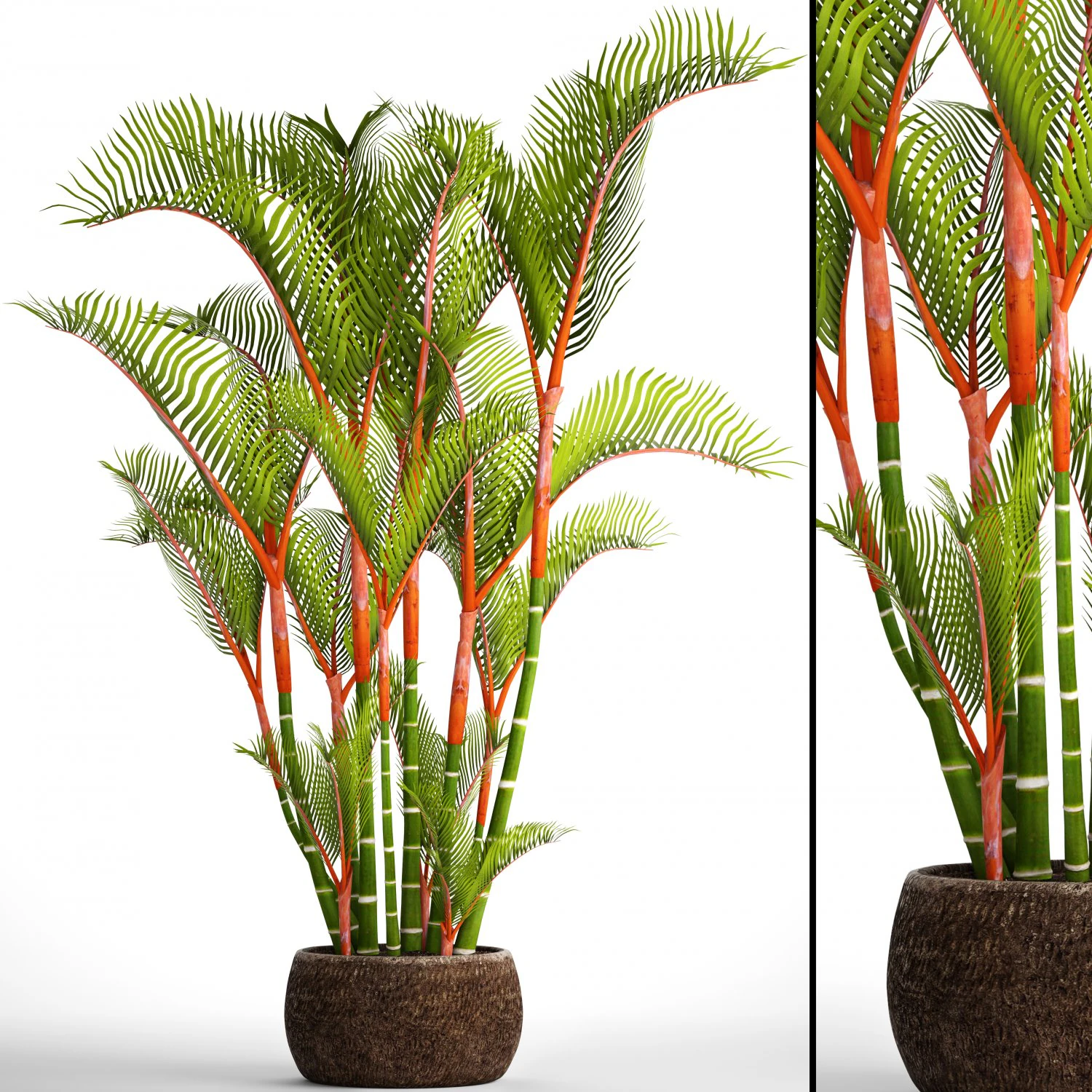 cyrtostachys renda palm 3D Model .c4d .max .obj .3ds .fbx .stl .blend