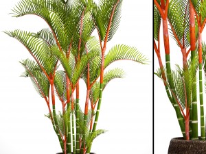cyrtostachys renda palm 3D Model